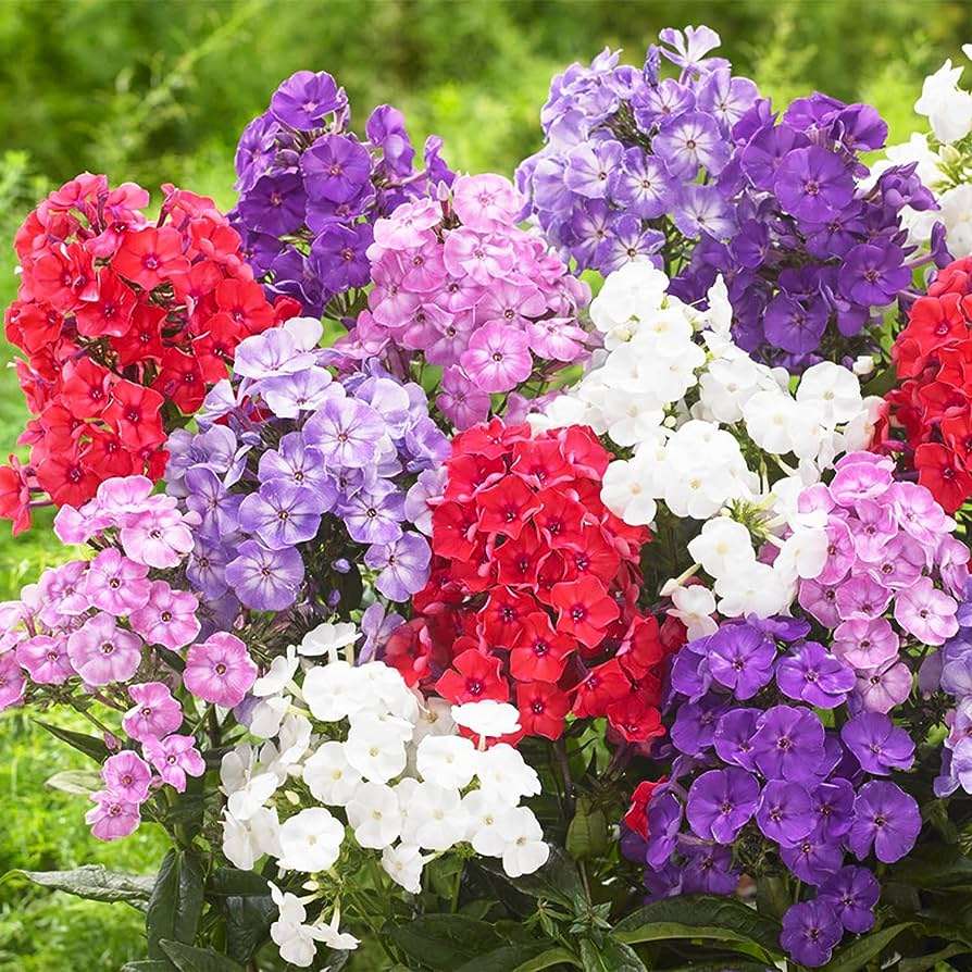 Phlox Paniculata: A Burst of Color and Beauty in Your Garden