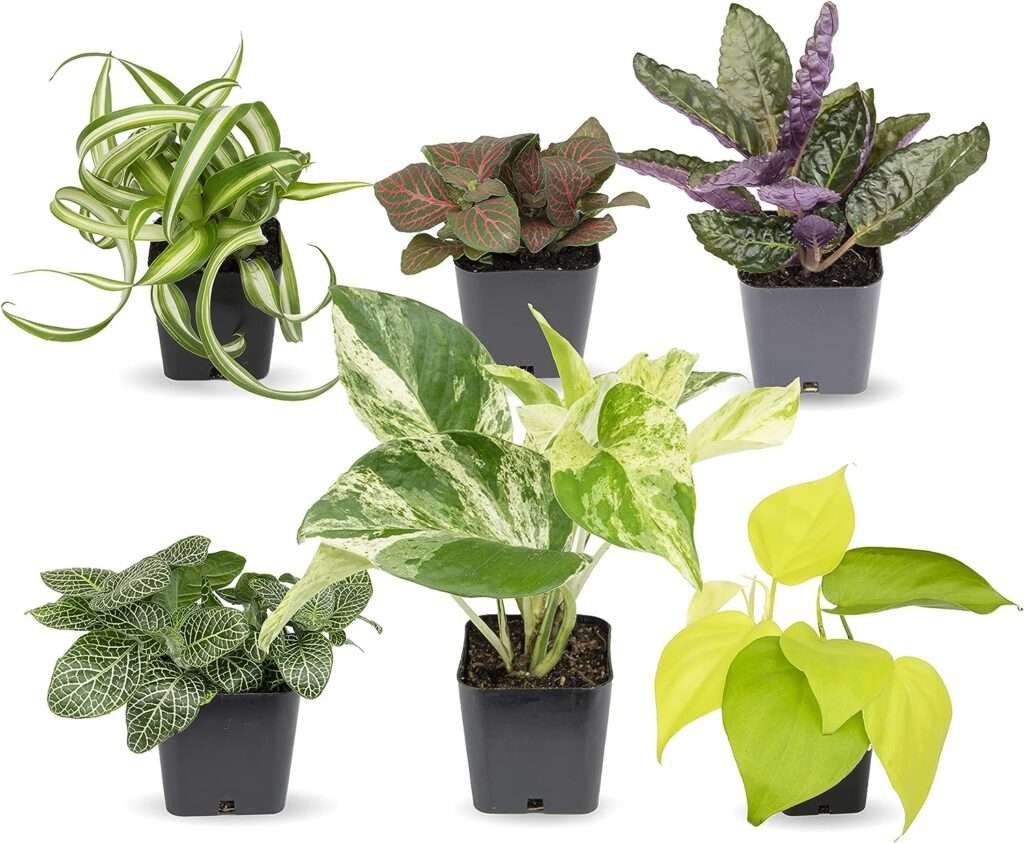 10 Indoor Plants for Easy Home Greenery: A Guide to Low Maintenance Houseplants