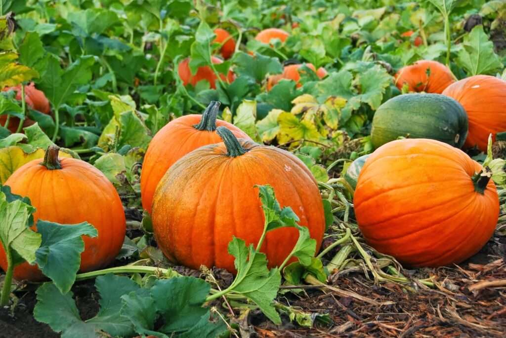 The Ultimate Guide to Growing Pumpkins: Tips and Tricks for a Bountiful Harvest