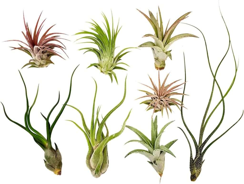 air plants