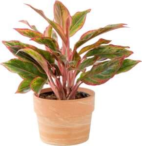 chinese evergreen