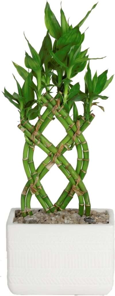 lucky bamboo