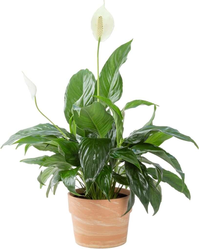 Peace Lily