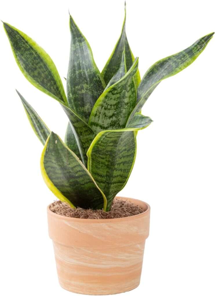 snake plant