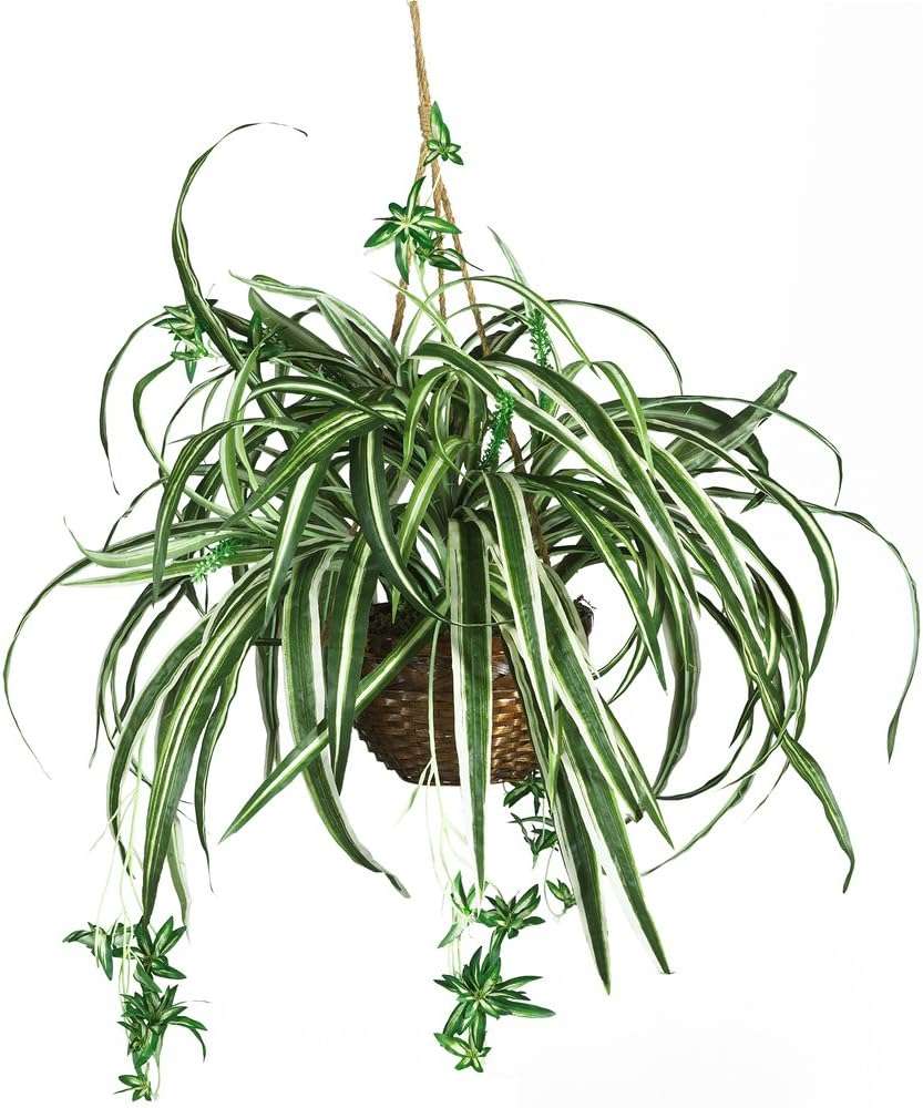 spider plant