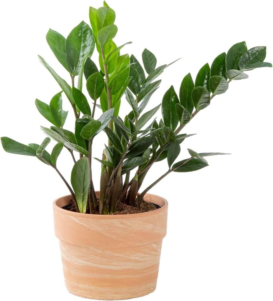 zz plant