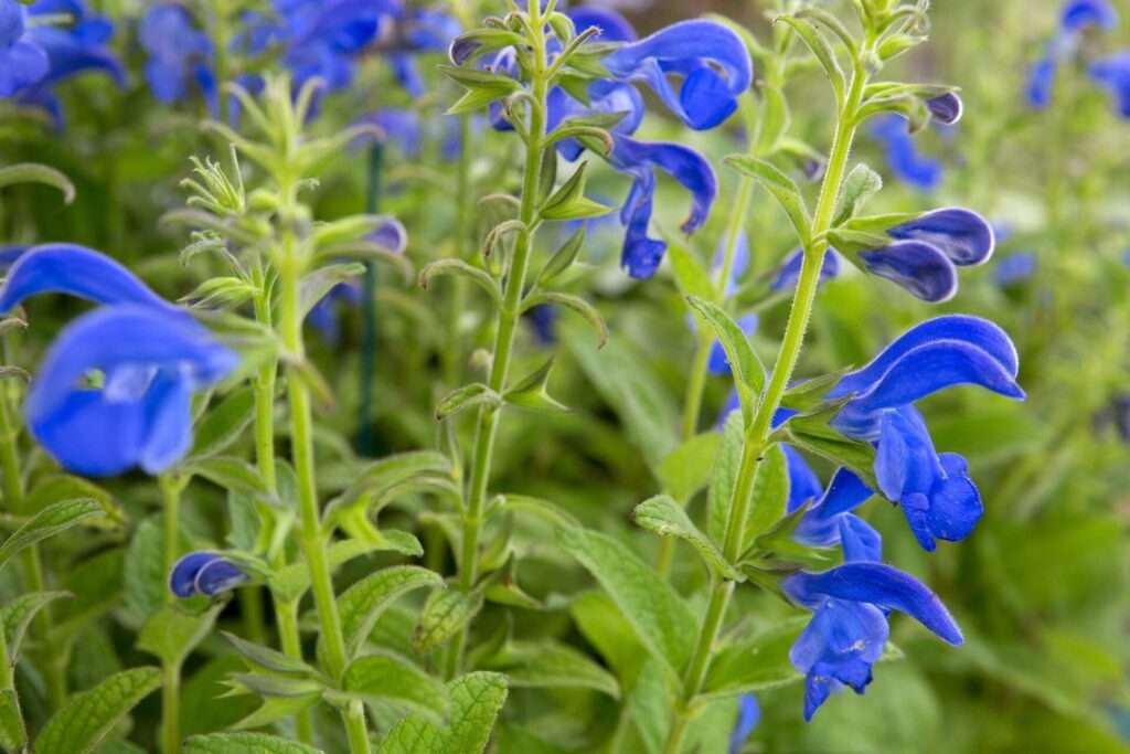 Create a Stunning Blue Garden to Relax Your Senses